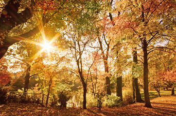 Goldener Oktober: Herbstlandschaft mit Abendsonne :)