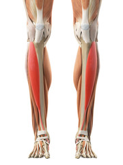 medically accurate illustration of the tibialis anterior