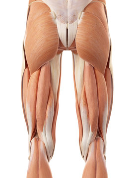 medically accurate illustration of the posterior leg muscles