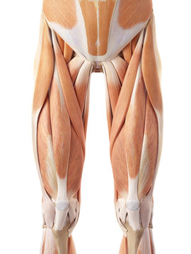 medically accurate illustration of the anterior leg muscles