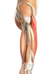 medically accurate illustration of the rectus femoris