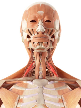 medically accurate illustration of the scalene anterior