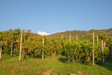 orange orchards