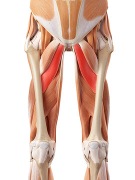 medically accurate illustration of the adductor brevis