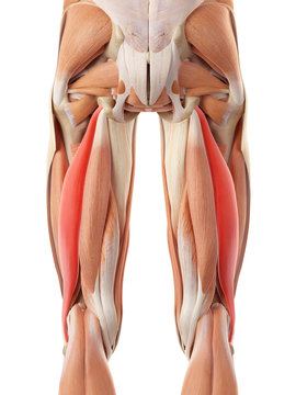 medically accurate illustration of the biceps femoris longus