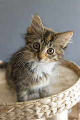 Cute tabby kitten sitting in the cat nest