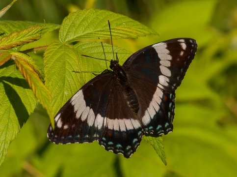 White Admiral