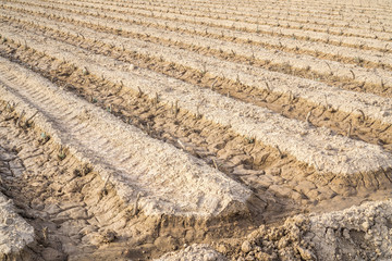 Drought in the field / In the picture we can see the effects of drought in an orchard, the earth...