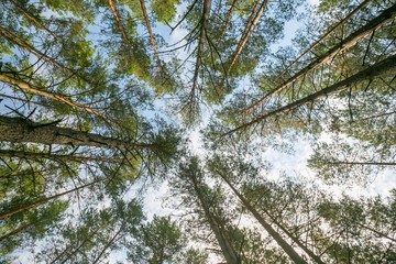 Fototapeta premium Beautiful pine forest - below view