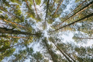 Beautiful pine forest - below view