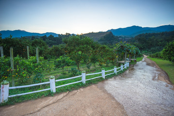 orange orchards