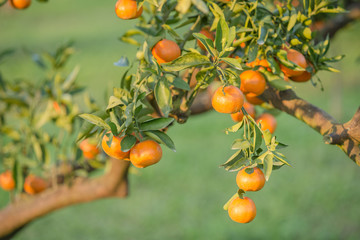 orange orchards