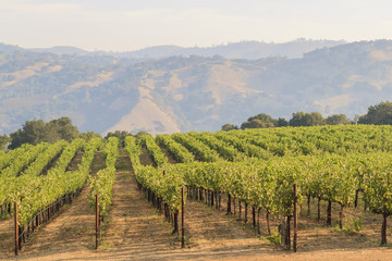 The grapes farm of Napa Valley