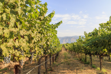Fototapeta na wymiar The grapes farm of Napa Valley