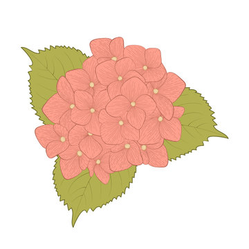 pink hydrangea flower with green leaves clip art preview