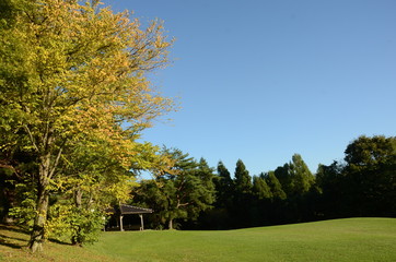 Fototapeta premium 紅葉と青空