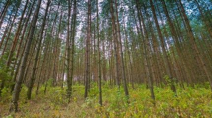 Fototapeta premium Beautiful summer pine forest