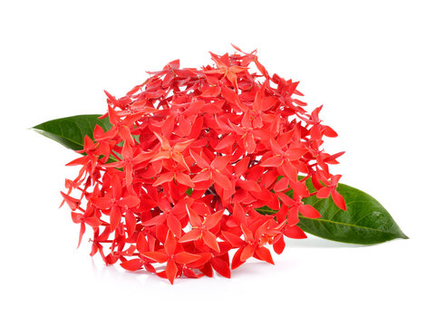 Red ixora over white background
