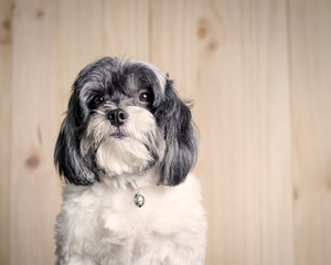 Cute dog on wood background. Sepia tone.