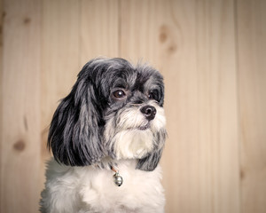 Cute dog on wood background. Sepia tone.