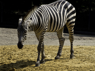 zebra