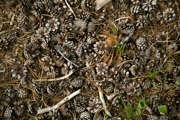 Pinecones in the forest