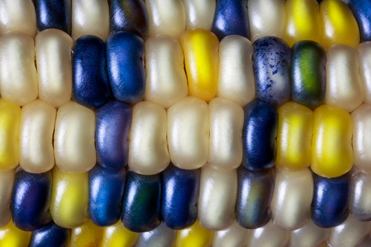Flint Corn Color