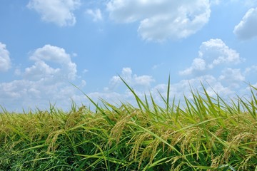 稲穂 青空背景