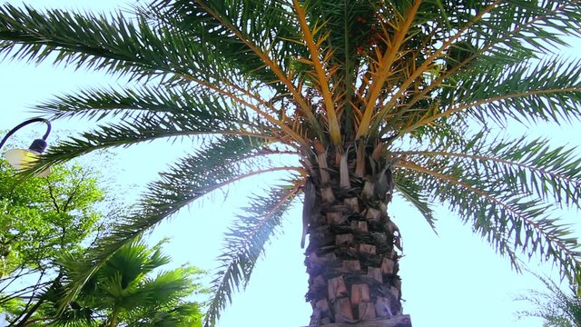  Date palm Tree beside the house