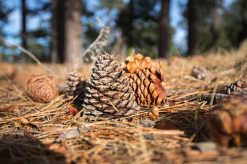 Pinecones on the Forest Floor