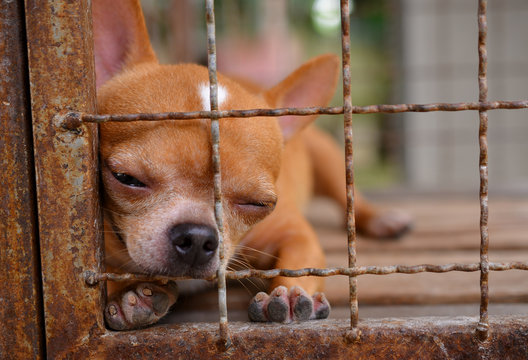 Chihuahua dog in cage