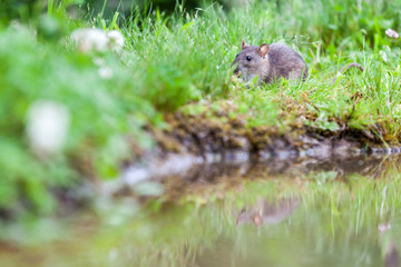 Wild rat