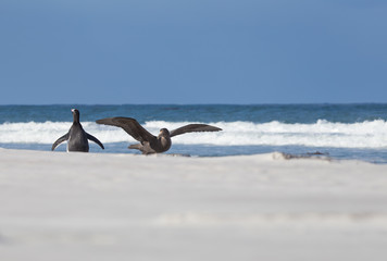 Southern Giant Petrel and Gentoo Penguin on beach. Falkland Isla