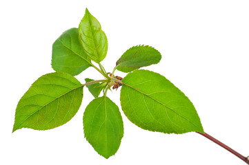 Young green sprout of apple-tree with leaf