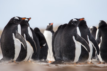 Gentoo Penguins (Pygoscelis papua) on the beach