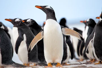 Crédence de cuisine en verre imprimé Pingouin Manchots papous (Pygoscelis papua) Îles Falkland.
