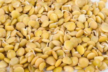 Sprouted lentils