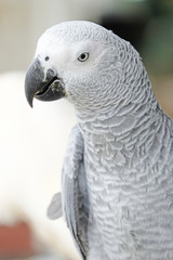 Portrait of African grey parrot