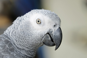 Portrait of African grey parrot