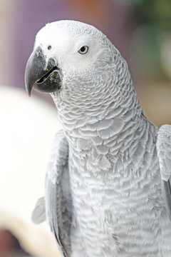 Portrait of African grey parrot