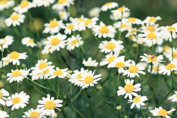 Fototapeta premium Wild chamomile on a meadow.