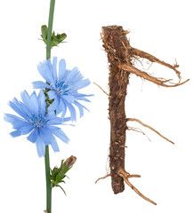 Fototapeta premium Medicinal plant: Chicory