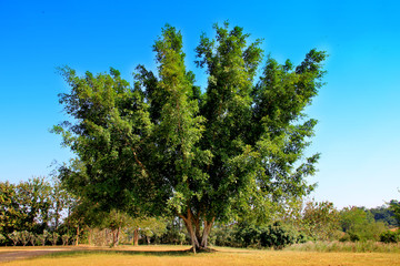 Obraz premium Big tree