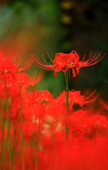 彼岸花　曼珠沙華の花