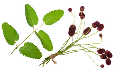 Medicinal plant: Burnet (Sanguisorba officinalis)