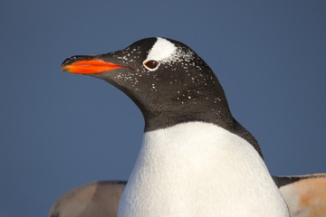 Close up Gentoo Penguin (Pygoscelis papua)