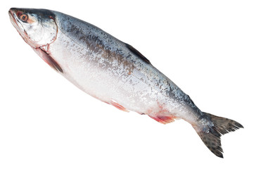 Fresh-frozen fish pink salmon