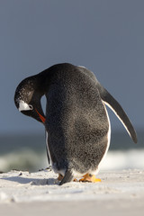 Gentoo penguin preening