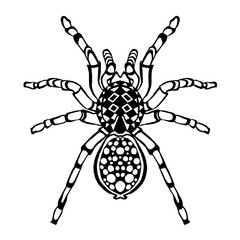 Zentangle stylized spider. Sketch for tattoo or t-shirt.