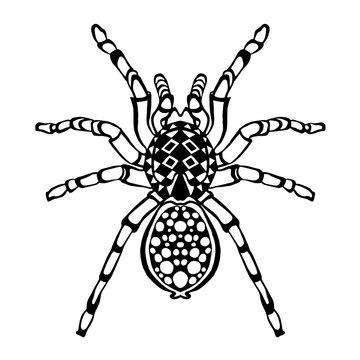 Zentangle stylized spider. Sketch for tattoo or t-shirt.